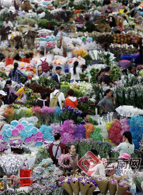 云南花卉，云南花卉市场在哪里！