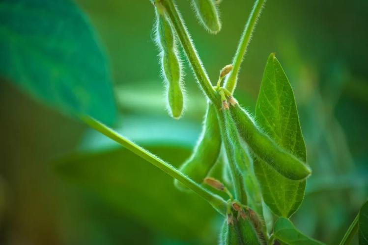 毛豆其实就是青年时期的黄豆?毛豆其实就是青年时期的黄豆对吗!