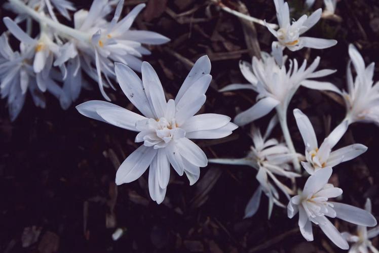 花语是向死而生的花?花语是向死而生的花是什么!