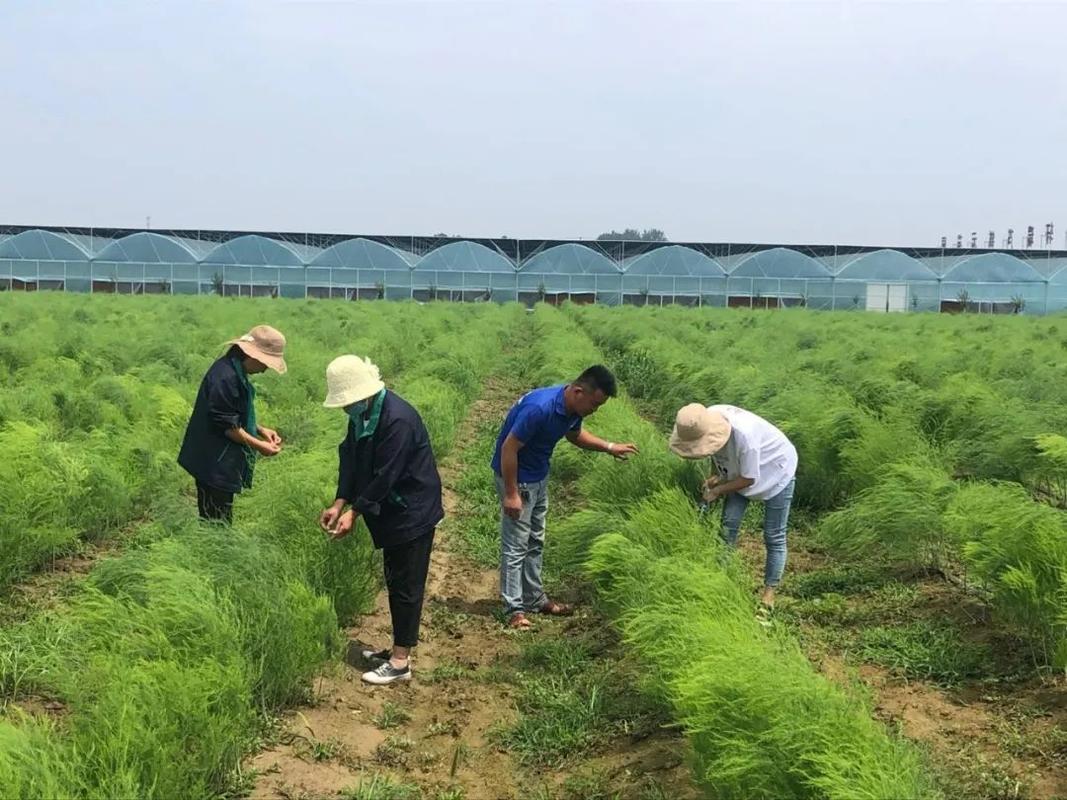 芦笋的种植方法和时间，四季芦笋的种植方法和时间？