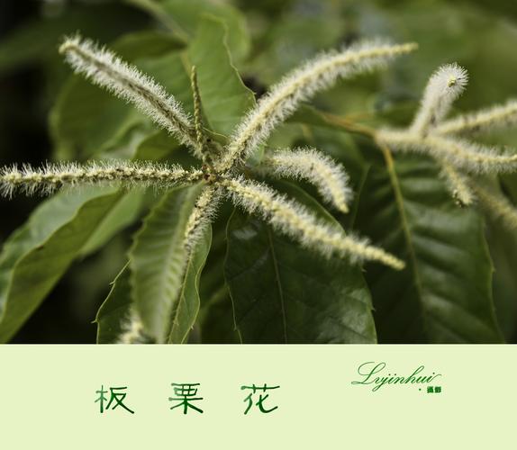 栗子花?栗子花味是什么味道!