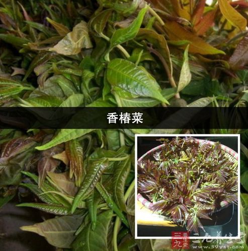 香椿菜属于什么木?!