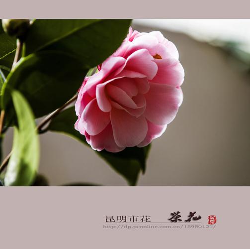 昆明的市花是什么，昆明市的市花是啥？