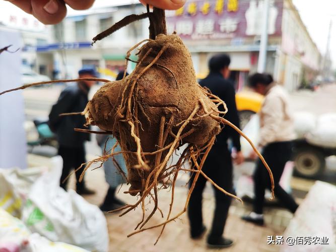 种植药材亩利润三十万，未来10大暴利药材种植！