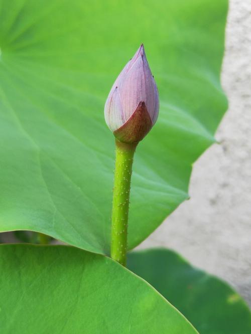 夏天有什么花，夏天有什么花开了除了荷花