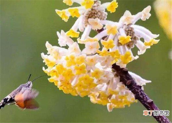 梦花，梦花是什么意思