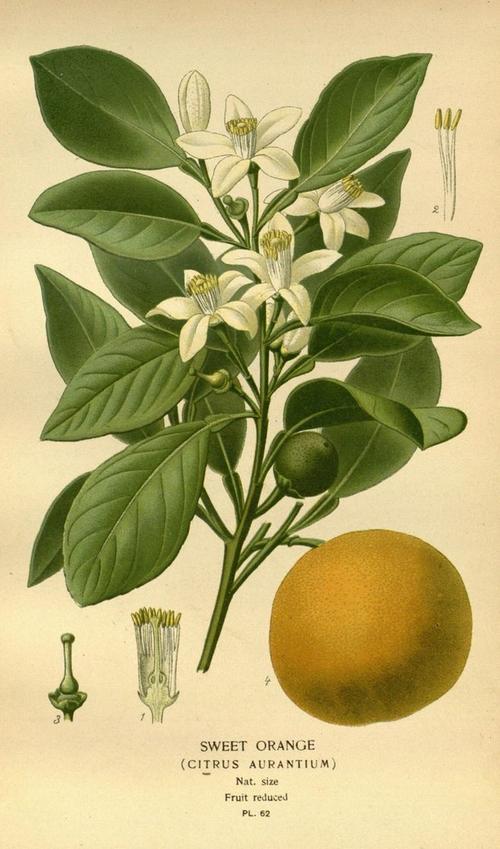 citrus aurantium?Citrus aurantium dulcis!