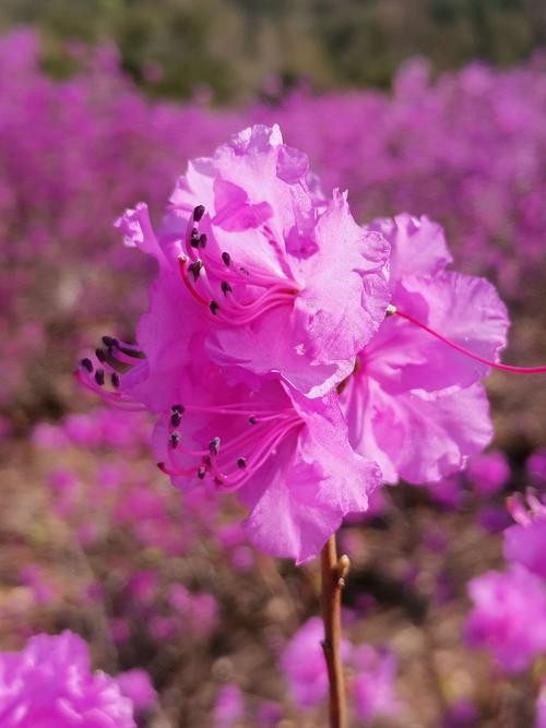 金达菜花?金达莱花歌词!