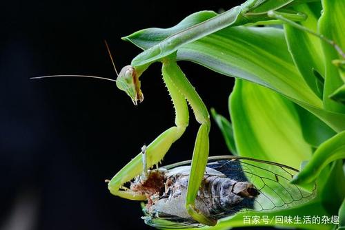 螳螂吃什么食物，螳螂吃什么食物最好？