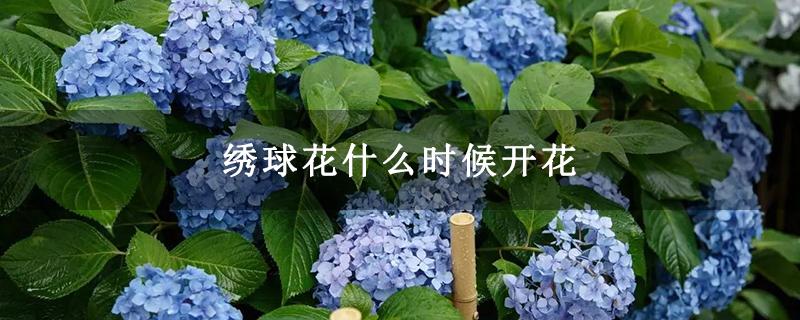 什么花流蜜多?什么花流蜜多,花期长!