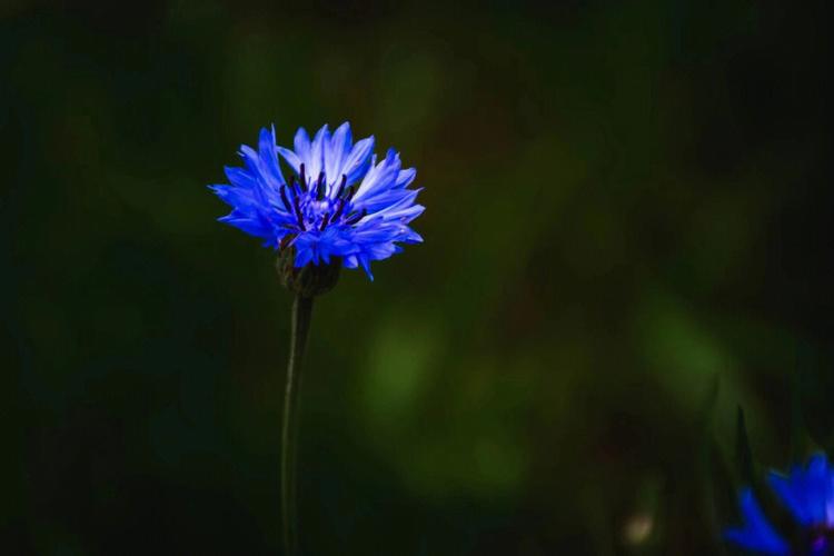 矢车菊的花语是什么，矢车菊的花期和特点