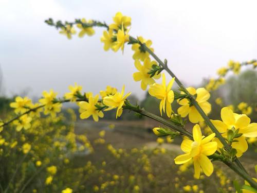 10种代表春天的花，10种代表春天的花图片？