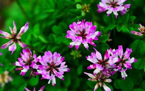 苜蓿花?苜蓿花图片!