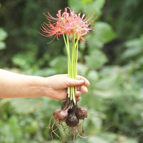 代表毁灭与重生的花?代表毁灭与重生的花有哪些!