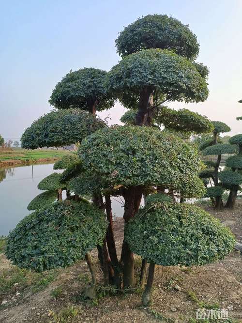 对节白蜡?对节白蜡造型树图片!