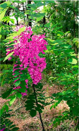 香花槐?香花槐图片!