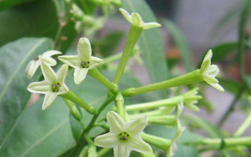 夜来香几月开花，夜来香几月开花结果！