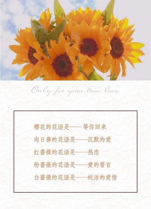 花之语？花之语的含义和象征是什么？