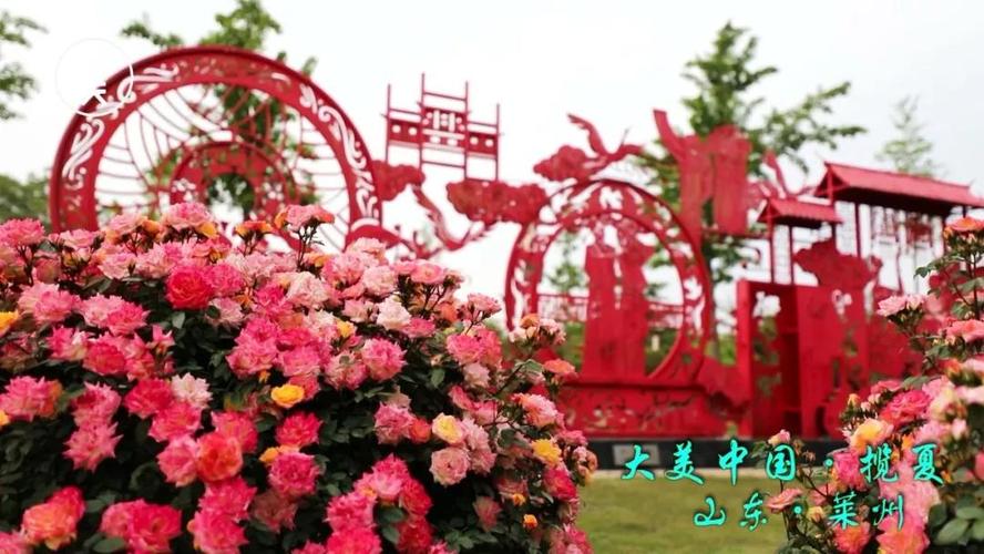 莱州月季花节，莱州月季花节2023什么时间？