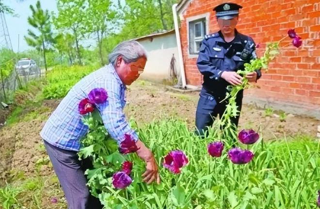 罂粟花种植，罂粟花种植一棵犯法吗