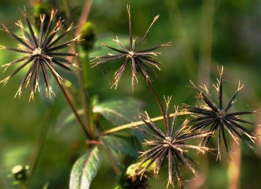 柳叶鬼针草？柳叶鬼针草的化学成分和药理？