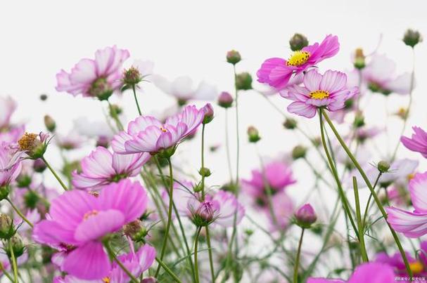 波斯菊的花语？波斯菊的花语有四个含义？