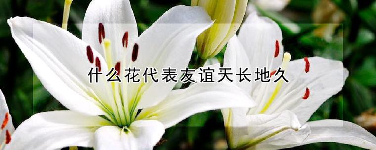 代表友谊的花有哪些，能代表友谊的花？