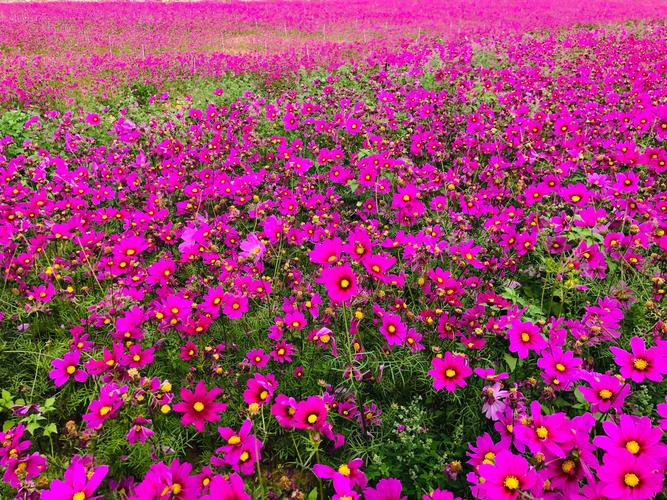 花海的图片，花海的图片大全大图高清！