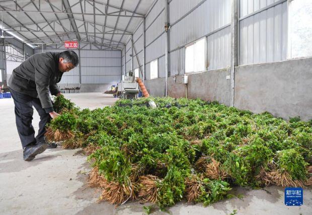 药材种植业致富项目，药材种植业致富项目四川广元？