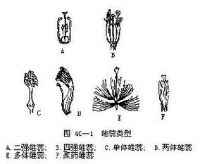 四强雄蕊，四强雄蕊名词解释？