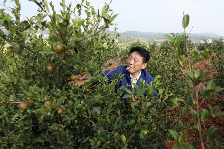 茶油树，茶油树长什么样图片