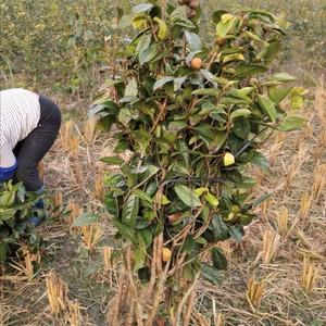 油茶苗多少钱一株?红花油茶苗多少钱一株!