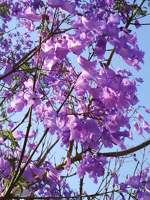 花楹花，花楹花栀