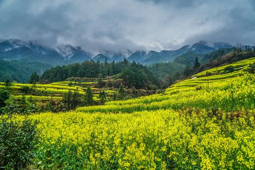 婺源油菜花最佳观赏时间2023年?婺源油菜花最佳观赏时间2023年几月几号!