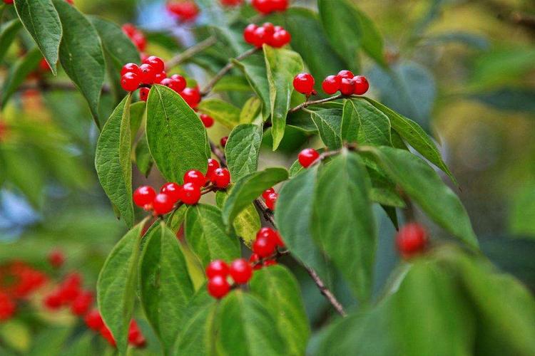 茱萸是什么植物，茱萸是什么植物怎么读