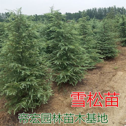 白皮松苗价格?白皮松苗价格怎样!