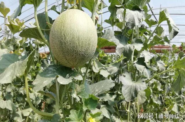 哈蜜瓜种植时间和方法？哈蜜瓜栽培技术？