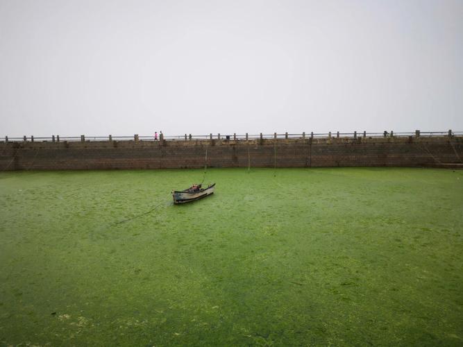 浒苔是什么，浒苔是什么东西？