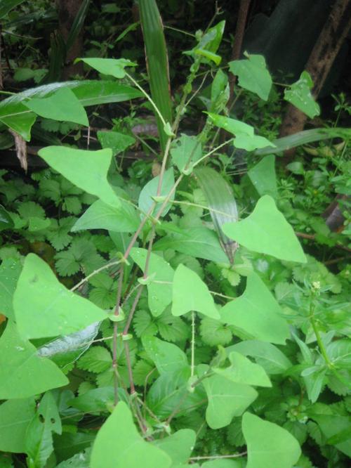 蛇最怕什么植物，蛇最怕什么植物和花草