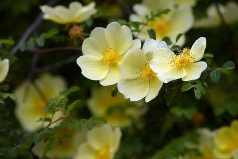 野蔷薇花语，野蔷薇花语和寓意