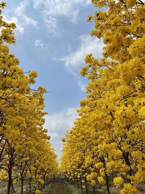 黄风铃花?黄风铃花图片!