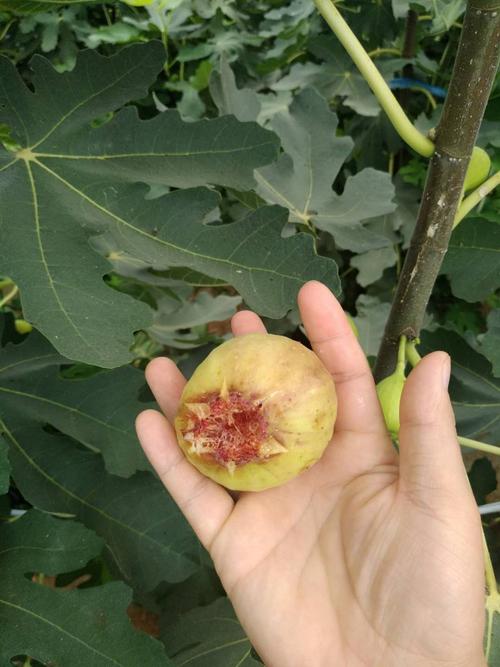 无花果有花还是没花，无花果能治脸上的斑吗！