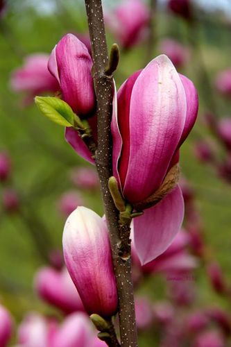 日本辛夷？日本辛夷是花单性植物吗？