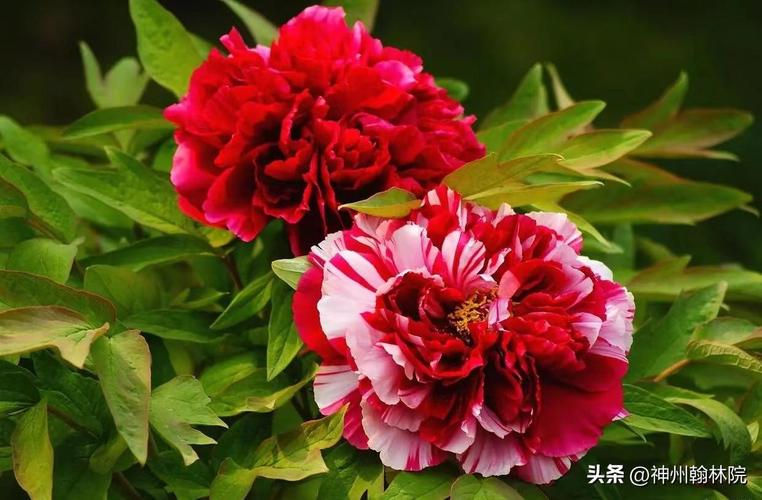 牡丹花几点开花?牡丹花几点开花(一天)!