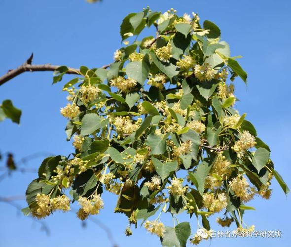 什么花流蜜多，什么花产蜜量高