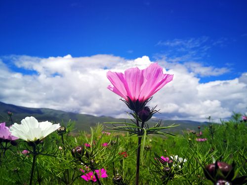 高原花?高原花卉图片!