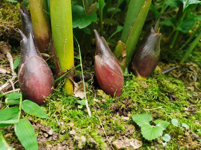 农村100种野菜图片，农村100种野菜图片名称叫什么？