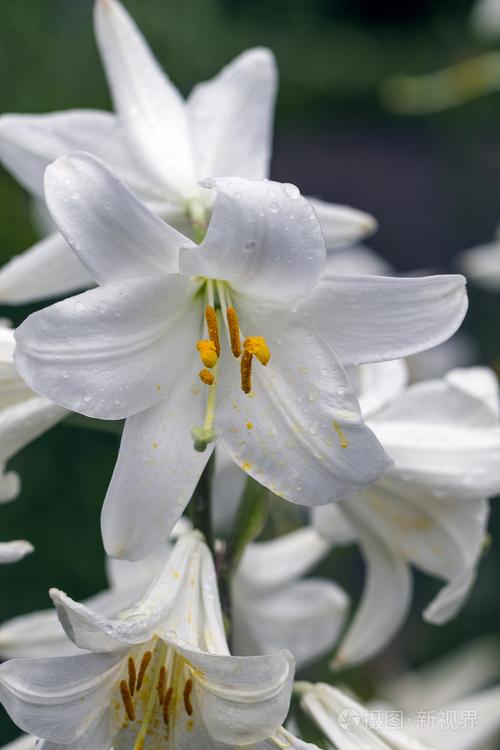 白百合花图片，白百合花图片大全大图鲜花