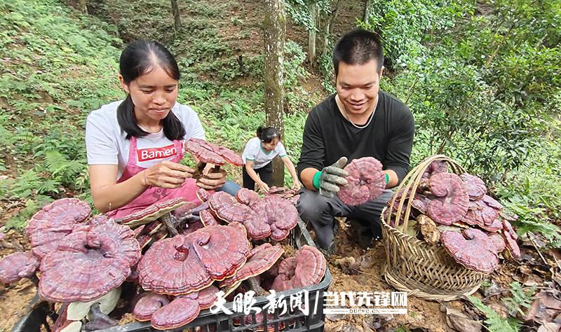 灵芝种植合作及回收?灵芝种植合作及回收是真的吗!