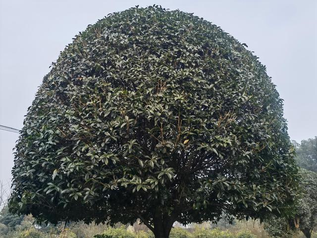 20公分桂花树价格，20公分桂花树价格行情